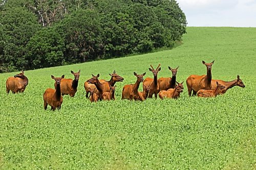 A herd of elk move through a crop west of Brandon while foraging on a hot Tuesday. (Tim Smith/The Brandon Sun)