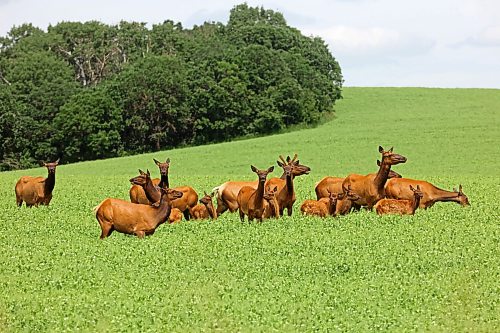 06072026
A herd of elk move through a crop west of Brandon while foraging on a hot Tuesday. 
(Tim Smith/The Brandon Sun)