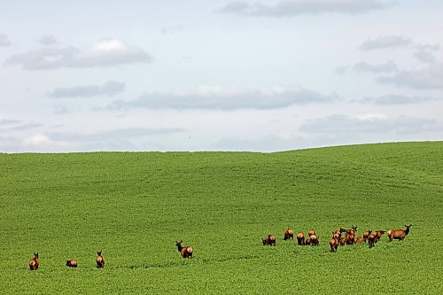 06072026
A herd of elk move through a crop west of Brandon while foraging on a hot Tuesday. 
(Tim Smith/The Brandon Sun)