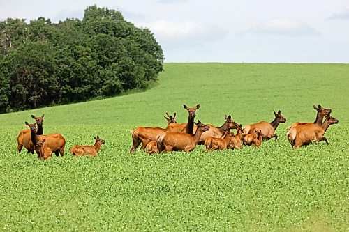 06072026
A herd of elk move through a crop west of Brandon while foraging on a hot Tuesday.
(Tim Smith/The Brandon Sun)