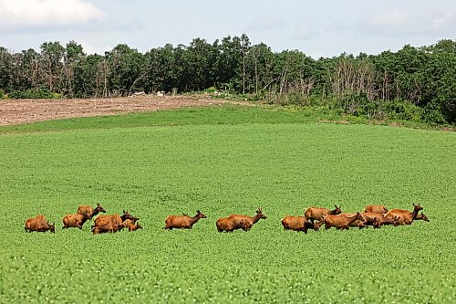 06072026
A herd of elk move through a crop west of Brandon while foraging on a hot Tuesday. 
(Tim Smith/The Brandon Sun)