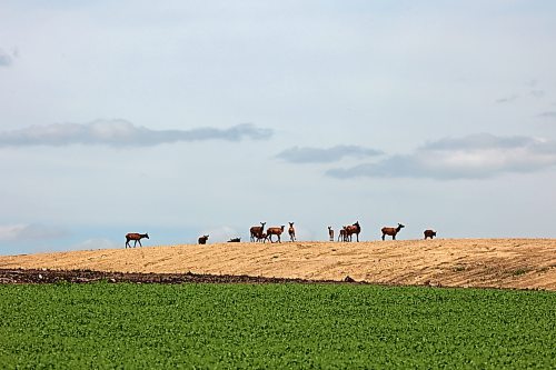 06072026
A herd of elk move across a ridge west of Brandon while foraging on a hot Tuesday. 
(Tim Smith/The Brandon Sun)