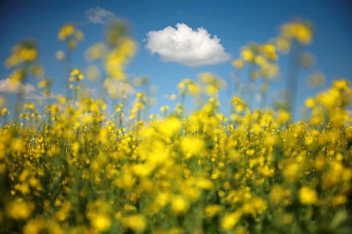 08072026
Canola in bloom southeast of Souris, Manitoba on a hot and blue sky Wednesday.  (Tim Smith/The Brandon Sun)
