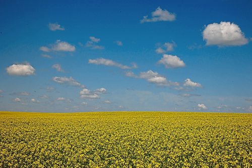 08072026
Canola in bloom southeast of Souris, Manitoba on a hot and blue sky Wednesday.  (Tim Smith/The Brandon Sun)
