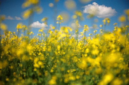 08072026
Canola in bloom southeast of Souris, Manitoba on a hot and blue sky Wednesday. (Tim Smith/The Brandon Sun)