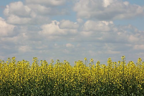 08072026
Canola in bloom southeast of Souris, Manitoba on a hot and blue sky Wednesday. (Tim Smith/The Brandon Sun)