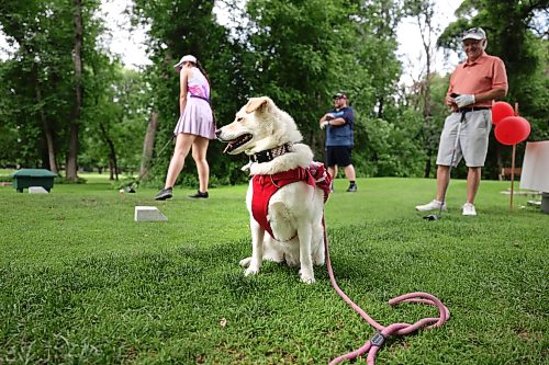 Ruth Bonneville / Free Press

Sports standup – Mutts and Masters

Eight-year-old Mischief, the lovable mascot for the three golfers, watches as MacKenzie Forsythe tees off on the seventh hole alongside Tim Dewart and Free Press reporter Mike McIntyre during Thursday's Mutts and Masters tournament at Wildewood Golf Course.

The annual nine-hole scramble encourages golfers to bring their dogs while raising money for the Canadian Animal Blood Bank, which supplies canine blood products to veterinary hospitals and clinics across Canada.

Mike McIntyre
Sports Reporter

July 9th,  2026