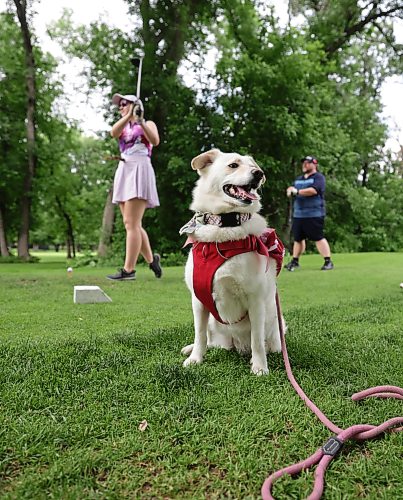 Ruth Bonneville / Free Press

Sports standup – Mutts and Masters

Eight-year-old Mischief, the lovable mascot for this group of golfers, watches as MacKenzie Forsythe tees off on the seventh hole alongside Free Press reporter Mike McIntyre and Tim Dewart (not in this picture) during Thursday's Mutts and Masters tournament at Wildewood Golf Course.

The annual nine-hole scramble encourages golfers to bring their dogs while raising money for the Canadian Animal Blood Bank, which supplies canine blood products to veterinary hospitals and clinics across Canada.

Mike McIntyre
Sports Reporter

July 9th,  2026
