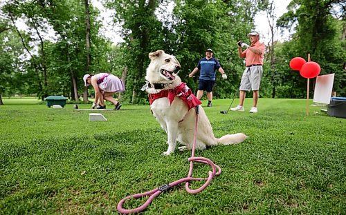 Ruth Bonneville / Free Press
Sports standup – Mutts and Masters
Eight-year-old Mischief, the lovable mascot for the three golfers, watches as MacKenzie Forsythe tees off on the seventh hole alongside Tim Dewart and Free Press reporter Mike McIntyre during Thursday's Mutts and Masters tournament at Wildewood Golf Course.
The annual nine-hole scramble encourages golfers to bring their dogs while raising money for the Canadian Animal Blood Bank, which supplies canine blood products to veterinary hospitals and clinics across Canada.
Mike McIntyre
Sports Reporter
July 9th, 2026