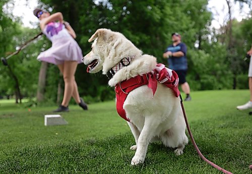Ruth Bonneville / Free Press
Sports standup – Mutts and Masters
Eight-year-old Mischief, the lovable mascot for this group of golfers, watches as MacKenzie Forsythe tees off on the seventh hole alongside Free Press reporter Mike McIntyre and Tim Dewart (not in this picture) during Thursday's Mutts and Masters tournament at Wildewood Golf Course.
The annual nine-hole scramble encourages golfers to bring their dogs while raising money for the Canadian Animal Blood Bank, which supplies canine blood products to veterinary hospitals and clinics across Canada.
Mike McIntyre
Sports Reporter
July 9th, 2026