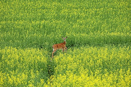 09072026
A white-tailed deer doe and her fawn stand in a field of canola west of Brandon on a hot and humid Thursday.
(Tim Smith/The Brandon Sun)