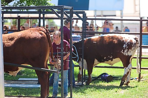 Harper Holland brushes the tail of her cow during the 2026 Souris Peacock Days and Fair on Saturday afternoon. (Abiola Odutola/The Brandon Sun)