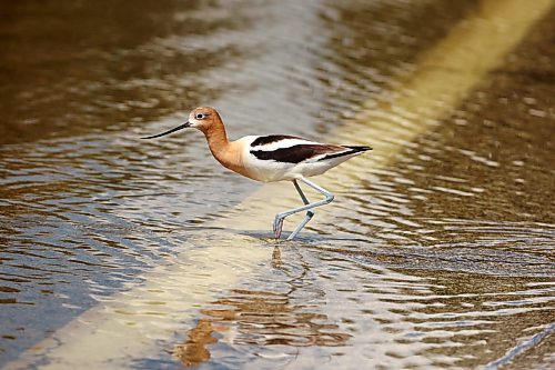 13072026
An American avocet fishes the flood waters of the Assiniboine River spilling over the exit ramp to Grand Valley Road from the Trans Canada Highway on Monday. 
(Tim Smith/The Brandon Sun)