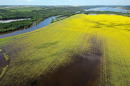 13072026
A canola crop west of Brandon along the Assiniboine River sits submerged in flood water on Monday.
(Tim Smith/The Brandon Sun)