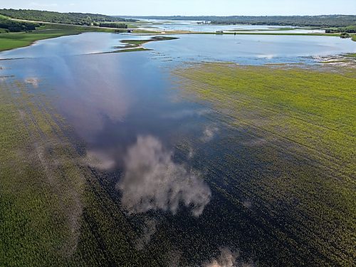 13072026
A canola crop west of Brandon along the Assiniboine River sits submerged in flood water on Monday.
(Tim Smith/The Brandon Sun)