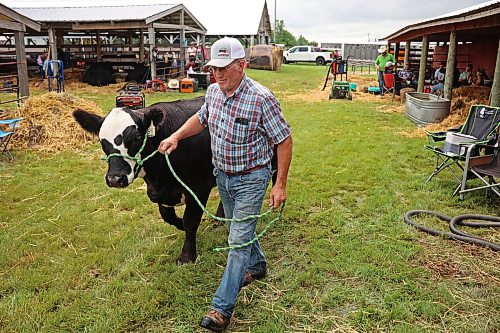 Gerry Bertholet with Maple Lake Stock Farms in Hartney walks a pure-bred Simmental heifer to a stall to get her ready to show in the bred heifer class. (Tim Smith/The Brandon Sun)