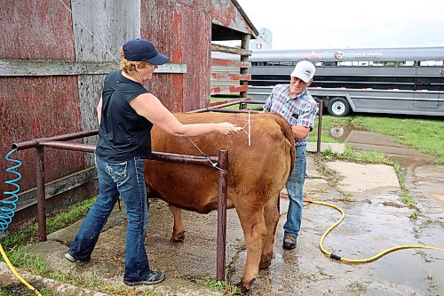 16072026
Linda and Gerry Bertholet with Maple Lake Stock Farms in Hartney prepare a pure-bred red angus heifer to show in the bred heifer class during the annual Hamiota Fair on Thursday. The fair included a variety of horse and cattle events, a parade, a pancake breakfast, a wide variety of games and other entertainment.
(Tim Smith/The Brandon Sun)