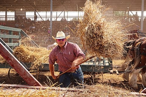 23072026
Caleb Nelson pitchforks sheaves of grain onto a horse-drawn cart during the threshing competition in the arena at the opening day of the 2026 Manitoba Thresherman’s Reunion and Stampede on Thursday afternoon.
(Tim Smith/The Brandon Sun)