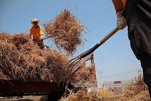 23072026
Mike Beamish pitchforks sheaves of grain off of a horse-drawn cart in preparation for the stooking and threshing competitions in the arena at the opening day of the 2026 Manitoba Thresherman’s Reunion and Stampede on Thursday afternoon.
(Tim Smith/The Brandon Sun)