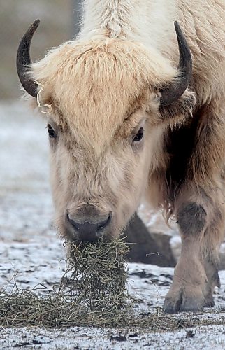 Blizzard became one of the Assiniboine Park Zoo's most recognizable and cherished animals. (Ruth Bonneville/Winnipeg Free Press files)