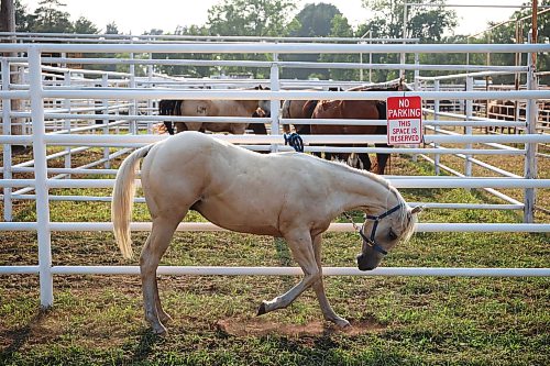 24072026
A horse stands tied to a fence with a no parking sign prior to the opening go-round of the 2026 Manitoba Thresherman’s Reunion and Stampede rodeo on Thursday evening.
(Tim Smith/The Brandon Sun)