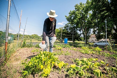 MIKAELA MACKENZIE / FREE PRESS
Bob Stewart waters his squash plants at the Riverview Garden Society community gardens on Monday, July 27, 2026. After a particularly wet spring, Stewart is now hauling water in every couple of days for the hot and thirsty plants (today he estimates that he carried over 25 gallons into his allotment).
Standup.
Free Press 2026