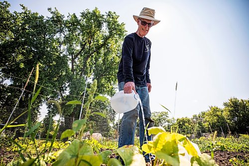 MIKAELA MACKENZIE / FREE PRESS
Bob Stewart waters his squash plants at the Riverview Garden Society community gardens on Monday, July 27, 2026. After a particularly wet spring, Stewart is now hauling water in every couple of days for the hot and thirsty plants (today he estimates that he carried over 25 gallons into his allotment).
Standup.
Free Press 2026