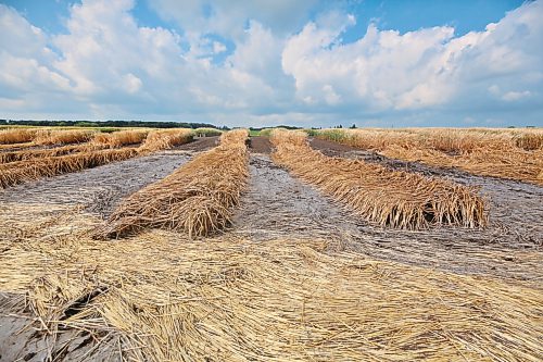 Plots of flood-destroyed barley lie along Grand Valley Road on land owned by the Brandon Research and Development Centre during a tour of the flood damage on Monday. This particular section of land shows where the floodwaters stopped short of destroyed crops lying further north. (Matt Goerzen/The Brandon Sun)