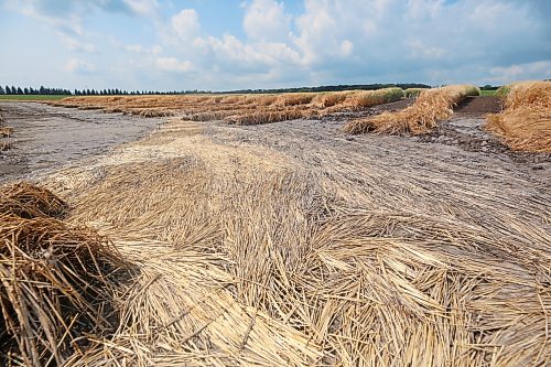 Plots of flood-destroyed barley lie along Grand Valley Road on Monday. This section of land shows where the flood waters stopped short of destroyed crops lying further north. (Matt Goerzen/The Brandon Sun)