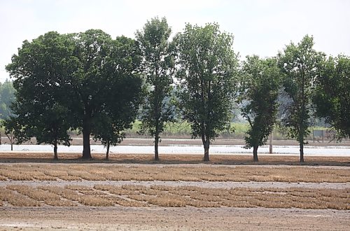 Plots of flood-destroyed barley lie along Grand Valley Road. (Matt Goerzen/The Brandon Sun)