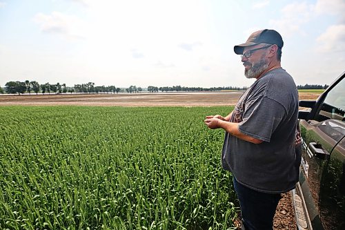 Jeff Griffith, farm operations manager with the Brandon Research and Development Centre, looks out over a section of wheat that was spared from destruction along Grand Valley Road during a tour of the flood damage on Monday. (Matt Goerzen/The Brandon Sun)