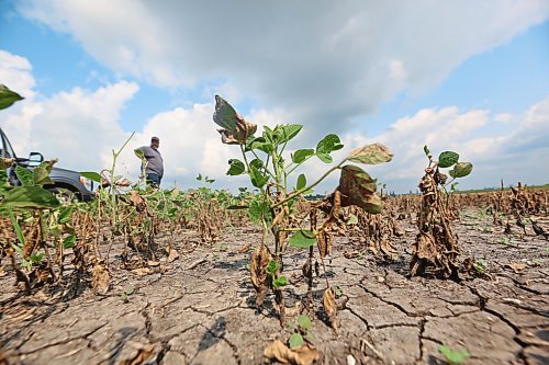 The receding floodwater along the Assinboine River has left destruction in its wake. Jeff Griffith, farm operations manager with the Brandon Research and Development Centre, looks at a field of flood-damaged soybeans that lies along Grand Valley Road. (Matt Goerzen/The Brandon Sun)