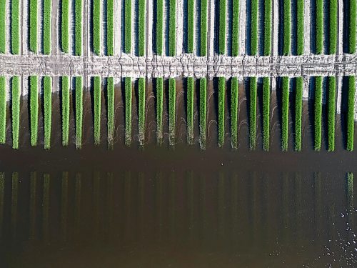 Crop research rows at the Brandon Research and Development Centre are flooded by water from the swollen Assiniboine River earlier this month. (Tim Smith/The Brandon Sun)