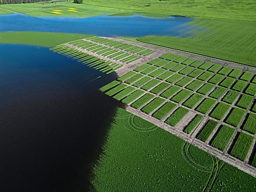 Crop research rows at the Brandon Research and Development Centre are flooded by water from the swollen Assiniboine River earlier this month. (Tim Smith/The Brandon Sun)