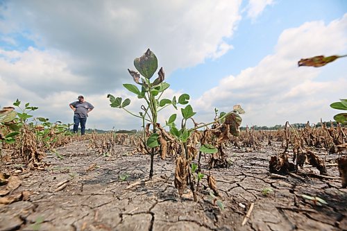 The receding flood water along the Assinboine River has left destruction in its wake. Jeff Griffith, farm operations manager with the Brandon Research and Development Centre, looks at a field of flood-damaged soybeans that lies along Grand Valley Road on research centre land, during a tour of the flood damage on Monday. (Matt Goerzen/The Brandon Sun)