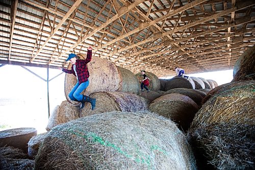 MIKAELA MACKENZIE / FREE PRESS

Lucie (12, left), Kian (seven), and Karis (nine) Bouw play in the hay bales on Edie Creek Angus ranch near Anola on Wednesday, May 8, 2024. 


