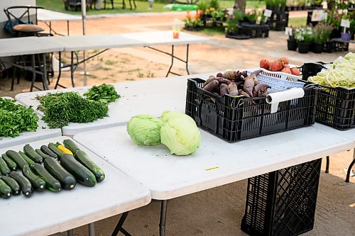 Mike Sudoma / Free Press
By 2pm Reimers Gardens was almost fully wold out of inventory after a steady stream of customers at the St Norbert Farmers Market Saturday afternoon
July 25, 2026