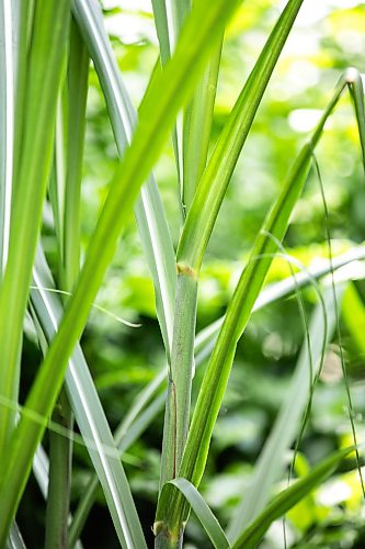 MIKAELA MACKENZIE / FREE PRESS
Sugar cane at The Leaf, which is used in the Gather restaurant, on Wednesday, May 27, 2026.
For AV story.
Free Press 2026