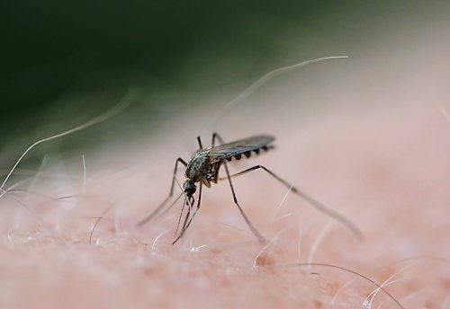 A female mosquito plunges its sharp proboscis into a human arm in this file image. The City of Brandon postponed mosquito fogging on Wednesday evening due to rain. Provided the weather co-operates, the revised plan was to begin fogging Thursday evening starting at 9:30 p.m. (Matt Goerzen/The Brandon Sun)