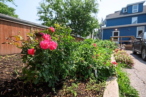 Mike Sudoma/Free Press
A bunch of pink flowers stand out amongst the rest of the green in the backyard garden behind Morberg House in St Boniface Wednesday afternoon
July 29, 2026