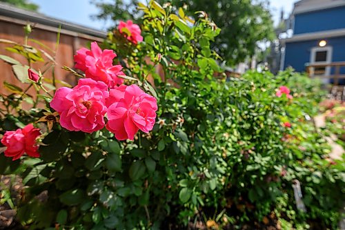 Mike Sudoma/Free Press
A bunch of pink flowers stand out amongst the rest of the green in the backyard garden behind Morberg House in St Boniface Wednesday afternoon
July 29, 2026