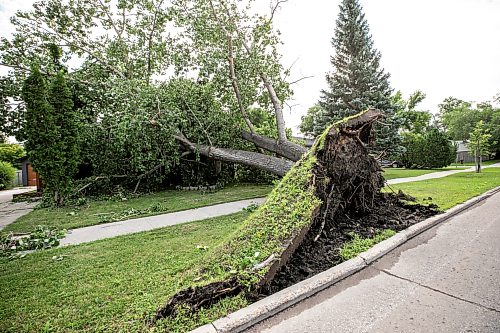 MIKAELA MACKENZIE / FREE PRESS
Storm damage on Cullen Drive on Thursday, July 30, 2026.
For Chris story.
Free Press 2026