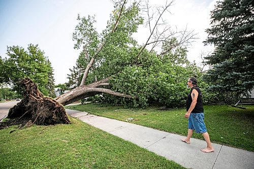 MIKAELA MACKENZIE / FREE PRESS
Neighbour Ian Glover shows a tree that came down in the storm next to his house on Cullen Drive on Thursday, July 30, 2026.
For Chris story.
Free Press 2026