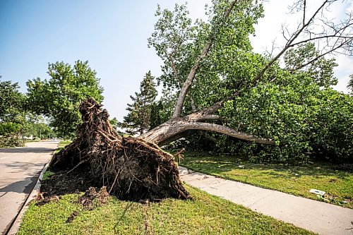 MIKAELA MACKENZIE / FREE PRESS
Storm damage on Cullen Drive on Thursday, July 30, 2026.
For Chris story.
Free Press 2026
