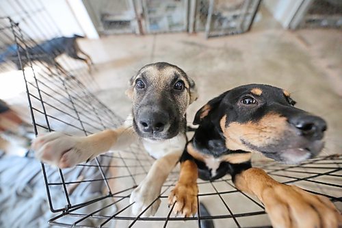 Puppies named Sansa, left and Khaleesi on the right reach for some attention at the Brandon Humane Society on Thursday afternoon. Humane Society director Tracy Munn says between 80-90 per cent of all their dogs come from First Nation communities. (Matt Goerzen/The Brandon Sun)