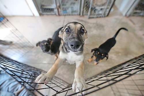 A puppy named Sansa reaches for some attention while her canine friends Khaleesi, right, and Aria on the left watch from the ground at the Brandon Humane Society on Thursday afternoon. Humane Society director Tracy Munn says between 80-90 per cent of all their dogs come from First Nation communities. (Matt Goerzen/The Brandon Sun)