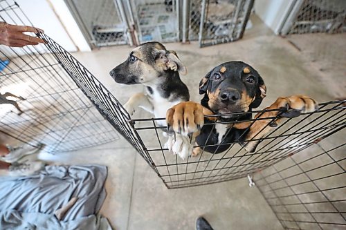 Puppies named Sansa, left and Khaleesi on the right reach for some attention at the Brandon Humane Society on Thursday afternoon. Humane Society director Tracy Munn says between 80-90 per cent of all their dogs come from First Nation communities. (Matt Goerzen/The Brandon Sun)
