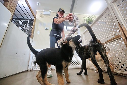 Brandon Humane Society director Tracy Munn plays with a few of the canines housed at the shelter on Thursday afternoon. (Matt Goerzen/The Brandon Sun)
