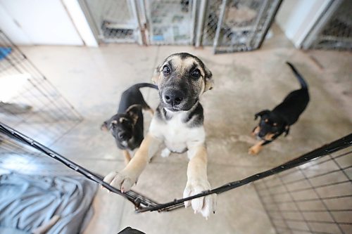 A puppy named Sansa reaches for some attention while her canine friends Khaleesi, right, and Aria on the left watch from the ground at the Brandon Humane Society on Thursday afternoon. Humane Society director Tracy Munn says between 80-90 per cent of all their dogs come from First Nation communities. (Matt Goerzen/The Brandon Sun)