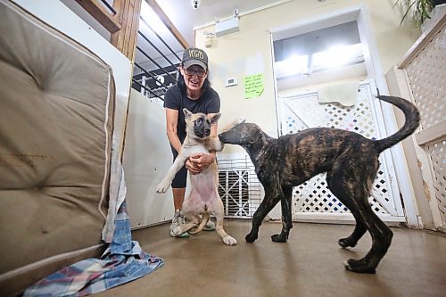 Brandon Humane Society director Tracy Munn plays with some of the canines at the shelter on Thursday afternoon. (Matt Goerzen/The Brandon Sun)